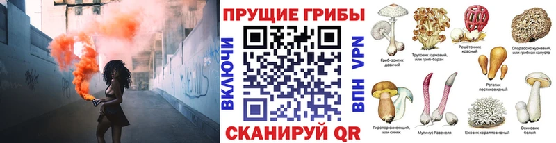 Галлюциногенные грибы Psilocybine cubensis  Малаховка 
